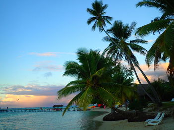 Palm trees on beach