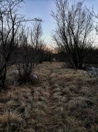 Bare trees on field against sky