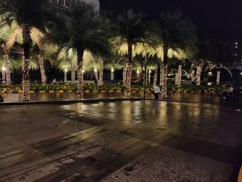 Palm trees by swimming pool at night