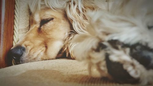 Close-up of dog sleeping on bed at home