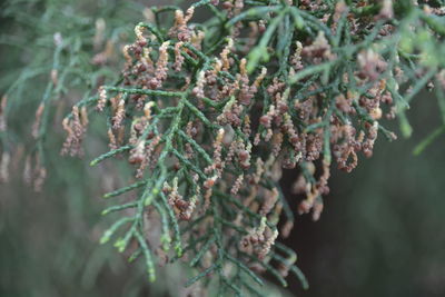 Close-up of plant growing outdoors