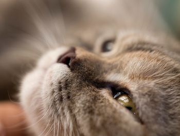 Close-up of cat