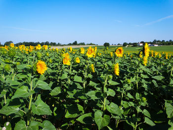 Scenic view of sunflower field against sky