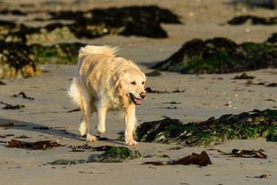 Dog on beach