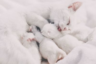 Close-up of cat sleeping on snow