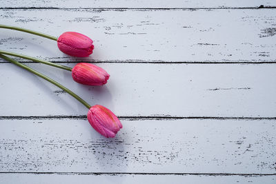 High angle view of pink rose on table against wall