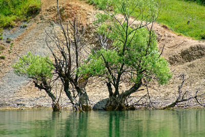 View of trees by lake