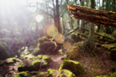 Close-up of spider web on a tree