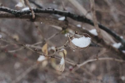 Close-up of frozen plant