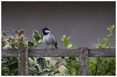 Birds perching on railing against plants