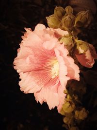 Close-up of flowers against blurred background