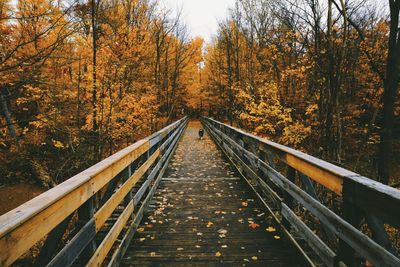 Footbridge amidst trees in forest during autumn