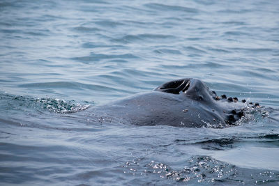 Whale swimming in sea