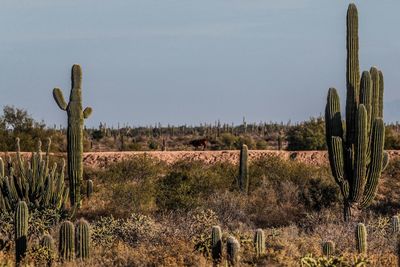 Cactus in field against clear sky