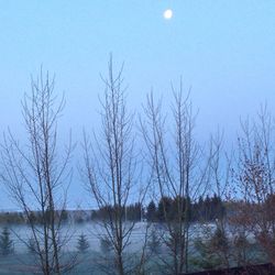 Bare trees in calm sea