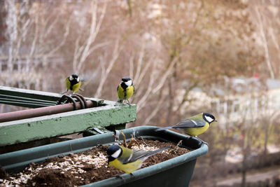 Great tit birds perching on metal railing