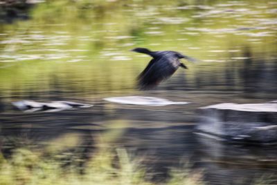 Bird flying over lake