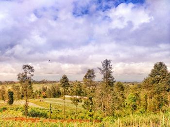 Nature scenery with cloudy sky