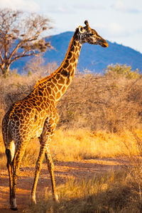 Side view of giraffe standing on landscape