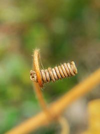 Close-up of plant