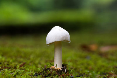 Close-up of mushroom growing on field