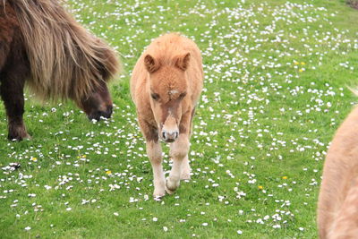 Ponies on grassy field