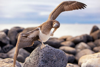 Close-up of bird perching on rock