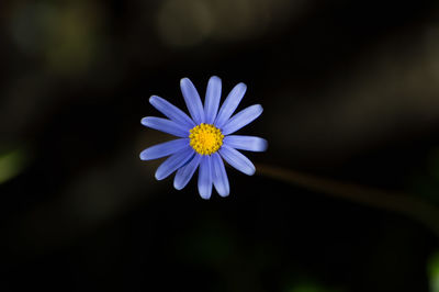 Close-up of purple daisy flower blooming outdoors