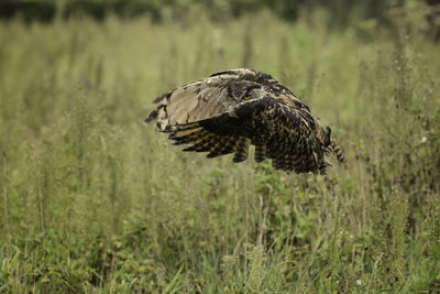 Close-up of eagle on field