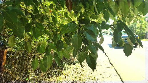 Plants growing in park