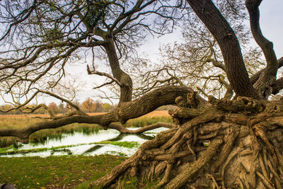 Bare tree in water