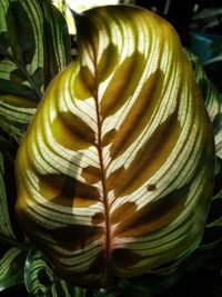 Close-up of yellow plant