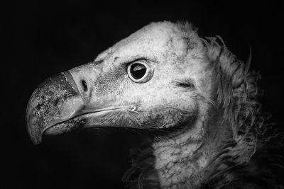 Close-up of a bird over black background