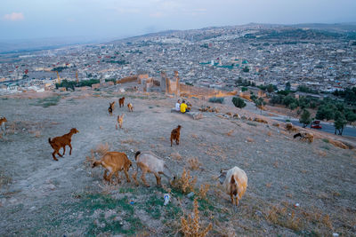 Flock of sheep on a land