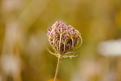 Close-up of wilted flower bud