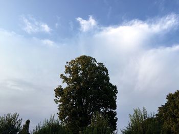 Low angle view of trees against sky