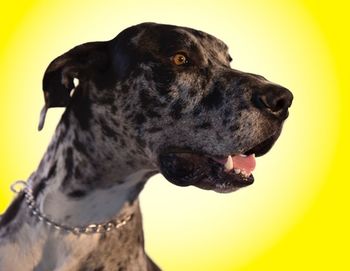 Close-up of dog looking away