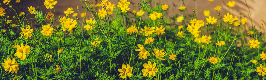 Close-up of yellow flowering plants on field