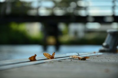 Close-up of dry leaf on fallen leaves