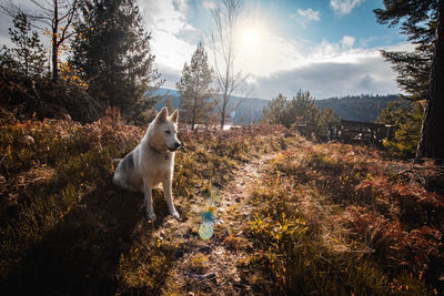 White dog standing on field