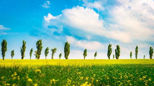 Scenic view of agricultural field against sky