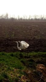 View of a bird on field