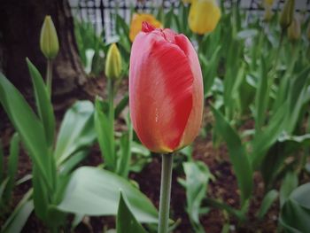 Close-up of red tulip blooming outdoors