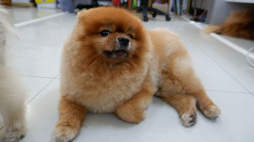 Portrait of cute dog lying on floor at home