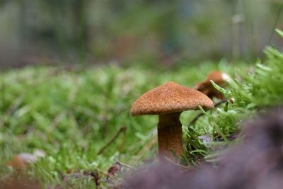 Close-up of mushroom growing on field