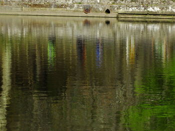 Reflection of trees in water