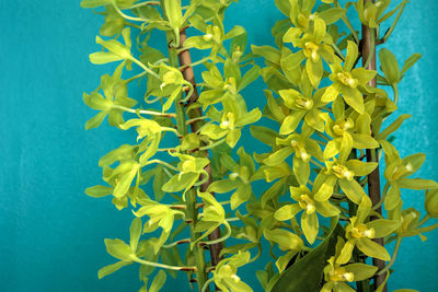 Close-up of yellow flowering plant against blue background