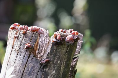 Close-up of insect on tree trunk