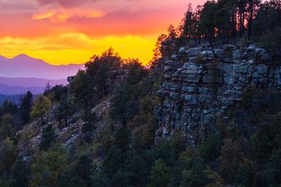Plants and trees against sky during sunset