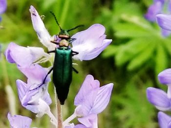 Close-up of insect on purple flower